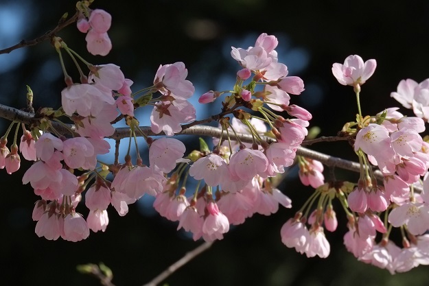 Early bloomig cherry blossoms are seen in Tokyo on March 17, 2018. PHOTO: AFP