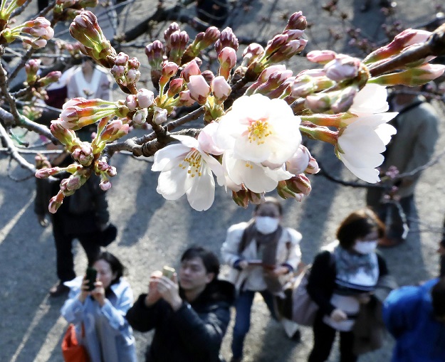 People look at flowering cherry blossoms and buds at Tokyo's Yasukuni Shrine on March 17, 2018. PHOTO: AFP