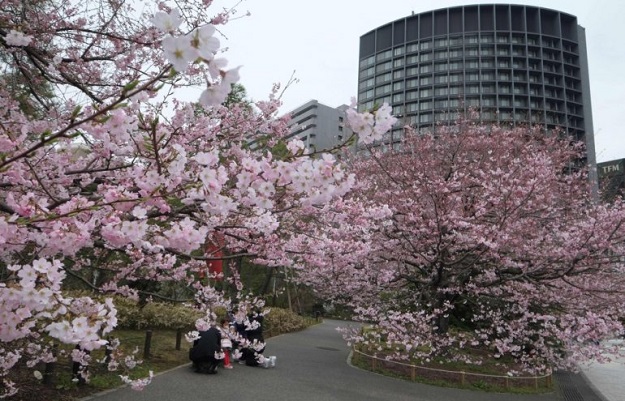 Pedestrians stroll beside the early blooming cherry blossoms in Tokyo on March 19, 2018. PHOTO: AFP