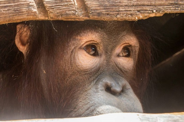 Joy the orangutan looking out from its cage after being rescued by environmentalists and local officials from villagers who had kept Joy as a house pet in Indonesia's West Kalimantan province. PHOTO: AFP