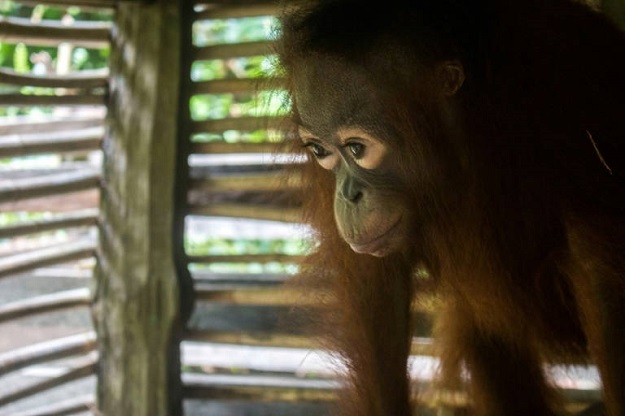 Conservation workers say such rescues are doomed to be repeated unless forest clearing is tackled. PHOTO: AFP