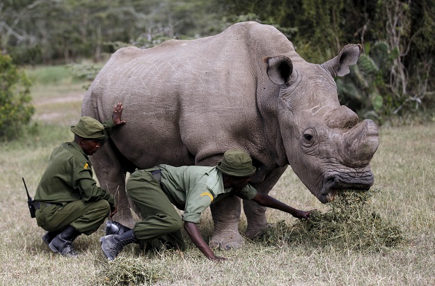 A warden guards Sudan, the last surviving male northern white rhino, at the Ol Pejeta Conservancy in Laikipia national park, Kenya May 3, 2017. PHOTO:REUTERS