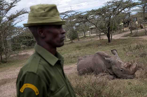 The last surviving male northern white rhino named 'Sudan' is seen at the Ol Pejeta Conservancy in Laikipia, Kenya June 18, 2017. PHOTO:REUTERS 