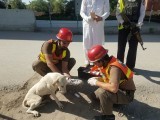dog-rescue-1122-peshawar-640x480