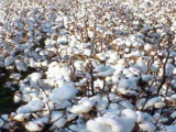 cotton-final