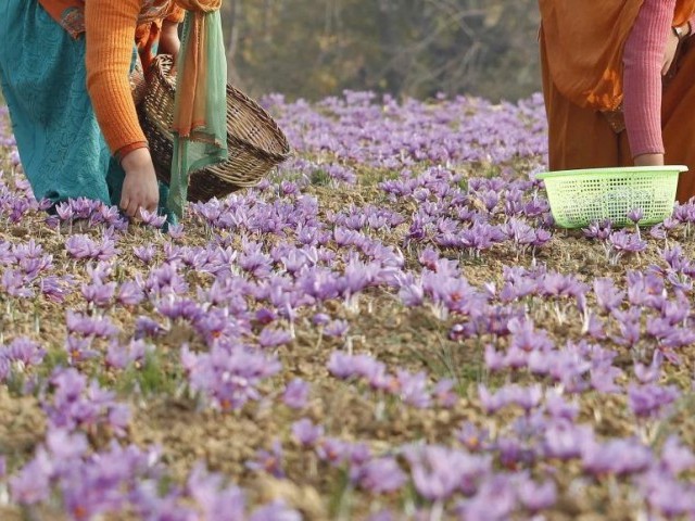 Kashmiri villagers collect saffron flowers at a field. PHOTO: REUTERS