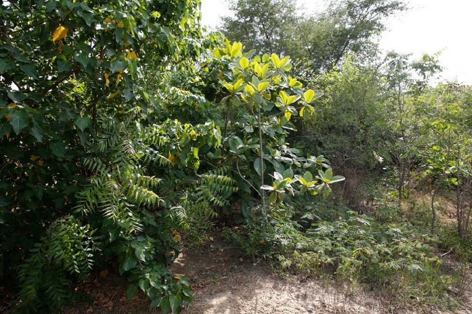 Dense tall forest of Indian Almond, Neem and Indian Tupli tree (anti-clockwise) PHOTO COURTESY: URBAN FOREST