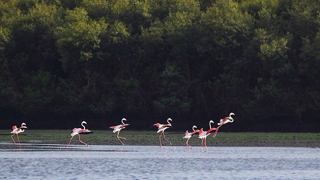 A flock of Greater flamingo lands near a mangrove creek of Port Qasim - PHOTO COURTESY: MIRZA NAIM BEG