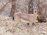 chinkara-deer-2