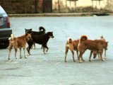 stray-dogs-2-2-2-2-2-2-2