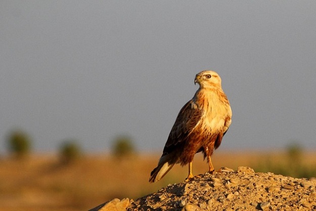 Long legged buzzard perched on a rocky outcrop at DHA Phase 8 - PHOTO COURTESY: MIRZA NAIM BEG