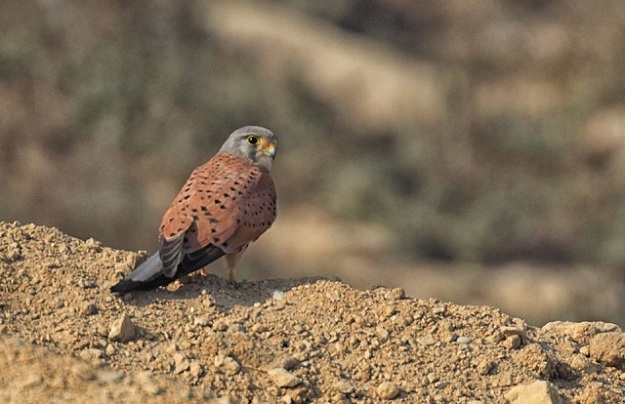 Common Kestrel, is a bird of prey species that hunts voles, insects and small birds. It is a winter migrant, most commonly recorded in the Western hills of Sindh. PHOTO COURTESY: MIRZA NAIM BEG