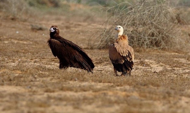 Threatened Cinereous vulture (left) and Eurasian Griffon vulture (right) are winter migrants photographed here near Kathore - PHOTO COURTESY: MIRZA NAIM BEG