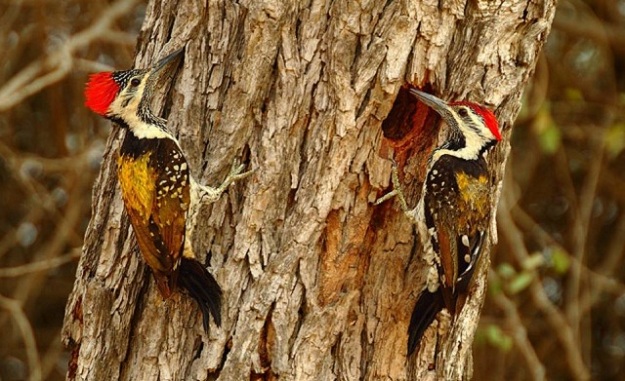 Black Rumped Flameback Woodpeckers are found across Sindh and have been recorded from Kathore, Haleji Lake and Mirpur Sakro. - PHOTO COURTESY: MIRZA NAIM BEG