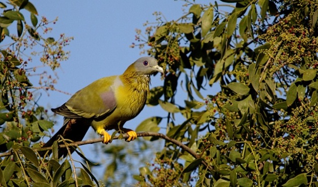 Yellow-footed green pigeon is a species of green pigeon that is mostly found near forested areas. It has been recorded from Kathore, Mirpur Sakro and Haleji Lakes - PHOTO COURTESY: MIRZA NAIM BEG