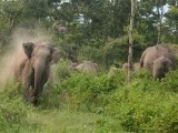 elephants-3-2-2