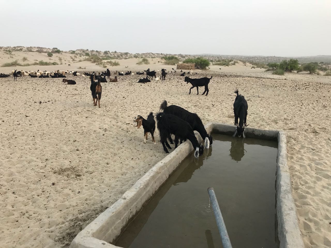 With no permanent source of water, these villagers, along with their livestock, used to migrate in the dry months to places where they could find water, a villager said. PHOTO: EXPRESS