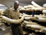 file-photo-zimbabwe-national-parks-and-wildlife-management-official-checks-ivory-inside-a-storeroom-in-harare