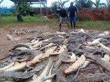 this-photo-on-july-14-2018-shows-dead-crocodiles-slaughtered-by-a-mob-in-sorong-in-indonesias-papua-provinve