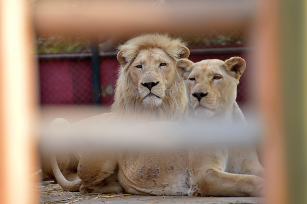 lions are pictured in their cage at the Karachi Zoo PHOTO:AFP