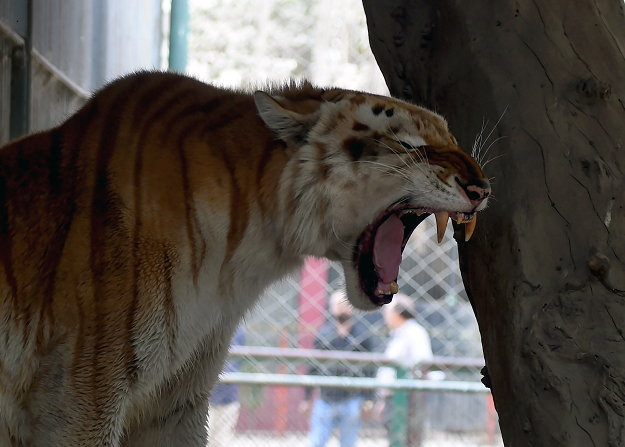 A tiger yawns in a cage at the Karachi Zoo. PHOTO:AFP