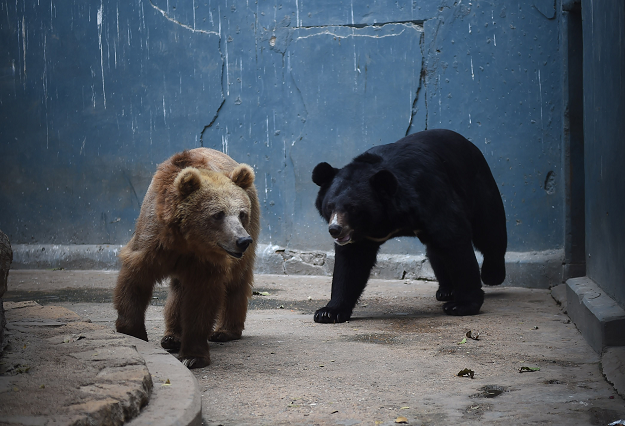 Bears are pictured in a cage at the Karachi Zoo. PHOTO:AFP