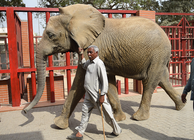 Caretaker Yousuf Masit walks with an elephant at the Karachi Zoo. PHOTO:AFP