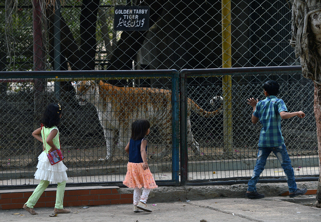 Children look at a tiger in a cage at the Karachi Zoo. PHOTO:AFP