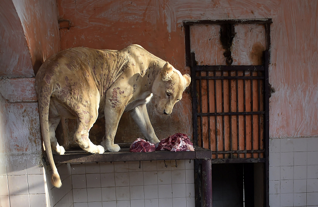  A lioness in bad health eats meat in a cage at the Karachi Zoo PHOTO:AFP