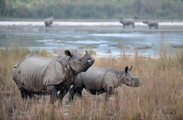  In this file photo taken on November 30, 2011 one-horned rhinos gather near water in Nepal's Maghauli Chitwan forest. PHOTO: AFP