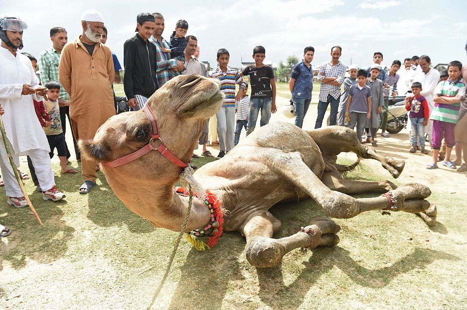 Livestock vendors in Srinagar, Indian-held Kashmir on August 17, 2018, ahead of Eidul Azha. PHOTO:AFP