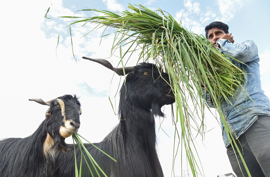 Livestock vendor sells goats in Srinagar, Indian-held Kashmir on August 17, 2018, ahead of Eidul Azha. PHOTO:AFP