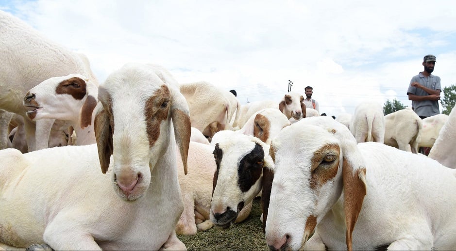 Livestock vendor sells sheep in Srinagar, Indian-held Kashmir on August 17, 2018, ahead of Eidul Azha. PHOTO:AFP