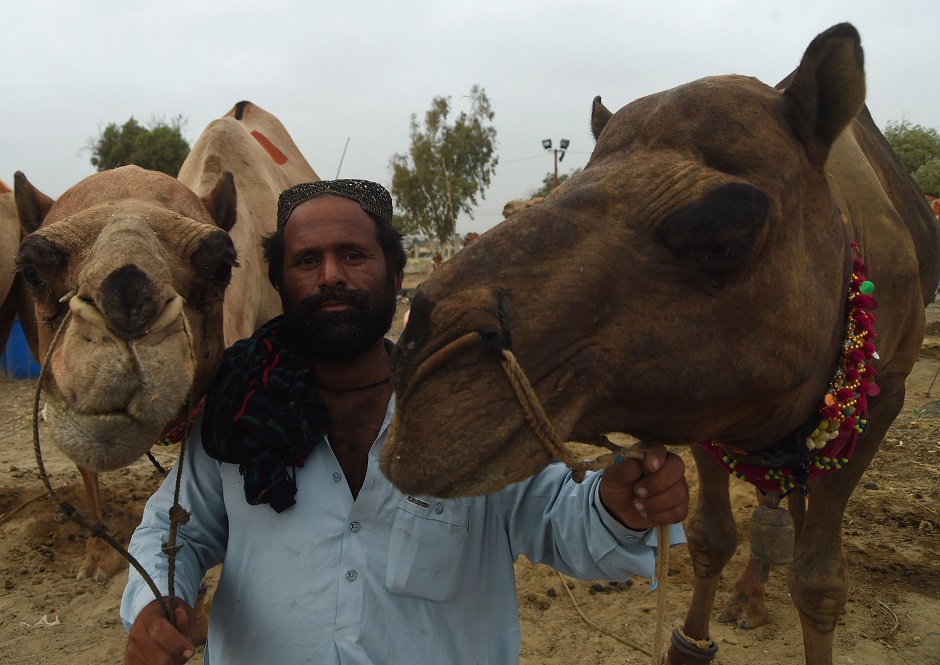 A camel vendor decorates the legs of his camel at a animal market ahead of Eid al Adhal festival in Karachi on August 15, 2018.jpg