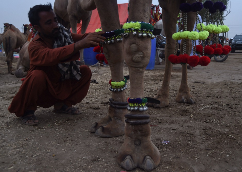 A camel vendor decorates the legs of his camel at an animal market in Karachi on August 15, 2018, ahead of Eidul Azha. PHOTO:AFP