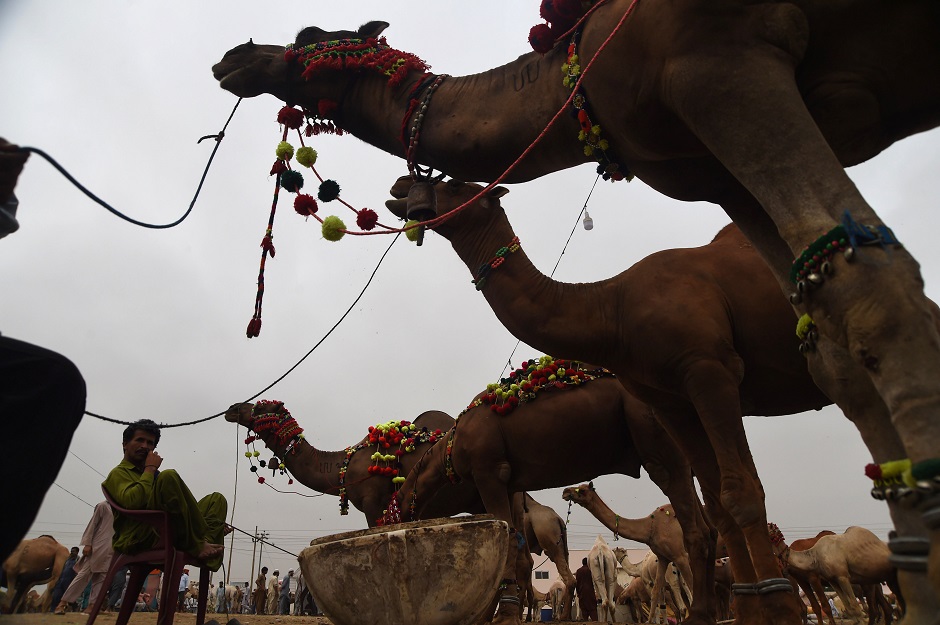 Camels at an animal market in Karachi on August 15, 2018, ahead of Eidul Azha. PHOTO:AFP