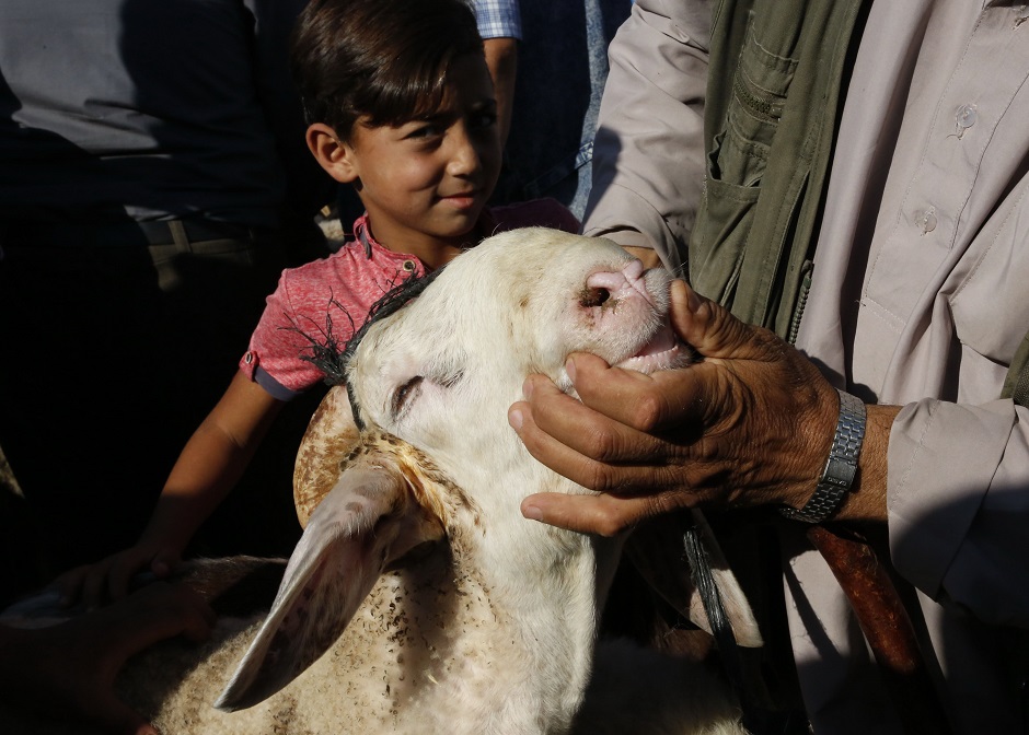 A man checks a sheep at local livestock market in the West bank city of Hebron, Palestine on August 17, 2018, ahead of Eidul Azha. PHOTO:AFP