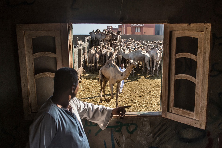 Berqash camel market Northeast of Cairo, August 17, 2018, ahead of Eidul Azha. PHOTO:AFP