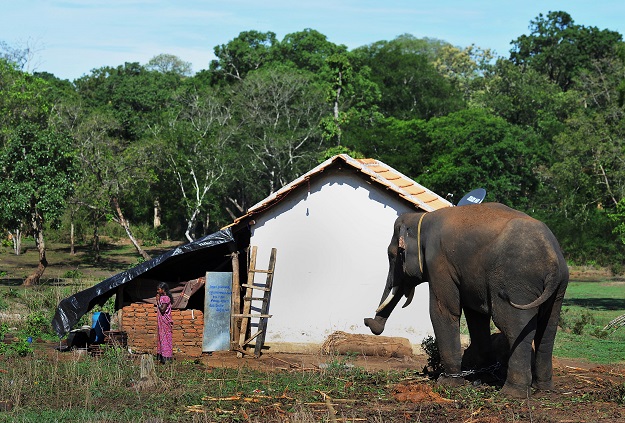 This photo taken on May 11, 2018 shows a young Indian mahout tugging on the tusk of an elephant to turn it around at the Dubare Elephant Camp in Kodagu District, about 250 kms west of Bangalore. As India's 1.3-billion population grows, people are encroaching into habitats where until now the elephant, not man, has been king, with painful effects for both parties. The Indian government told parliament in 2017 that 1,100 people had been killed in the previous three years. PHOTO: AFP