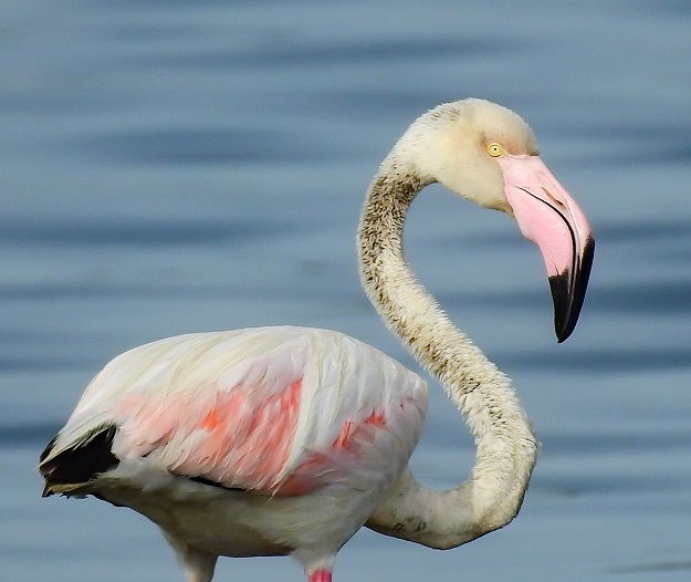 Close shoot of a Greater flamingo photographed near Keti Bunder - PHOTO COURTESY: ZEENAT BAYAT