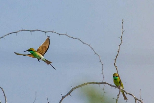 A green bee-eater fly pass another one preached on a tree in DHA phase 8 â PHOTO: COURTESY HINA RIZVI