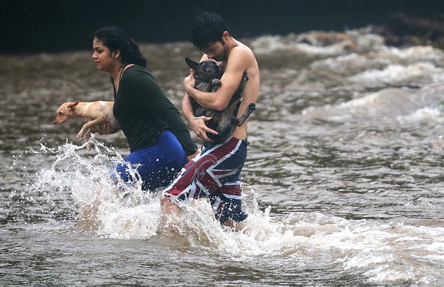 AUGUST 23: Residents carry dogs through flood waters to dry land, after playing in the water briefly on the Big Island on August 23, 2018 in Hilo, Hawaii. PHOTO: AFP