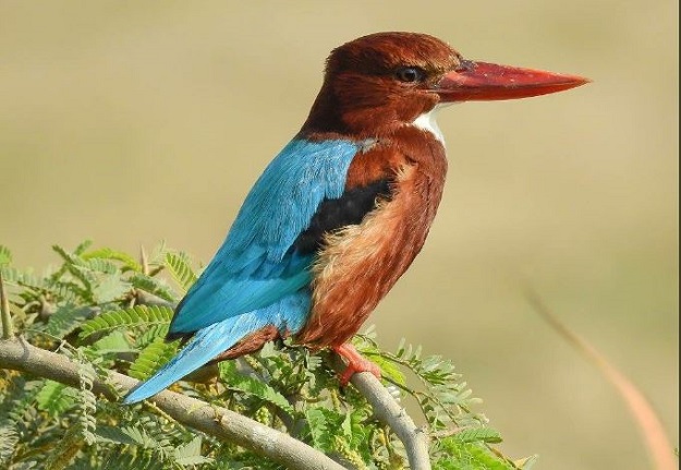 A close shot of a White-throated kingfisher preached on a tree in Sindh - PHOTO COURTESY: ZEENAT BAYAT