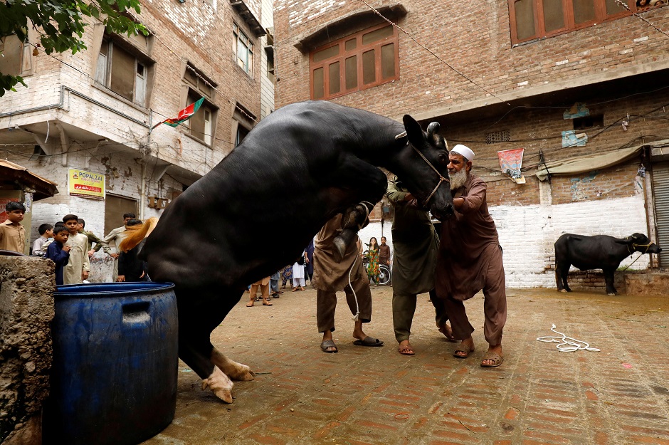 Men control a buffalo to slaughter in celebration of Eidul Azha in Peshawar on August 22, 2018. PHOTO:REUTERS
