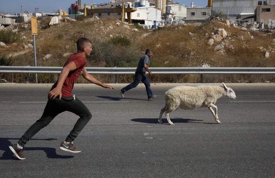 boys run after a sheep at a local livestock market in the West bank city of Hebron, Palestine on August 17, 2018, ahead of Eidul Azha. PHOTO:AFP