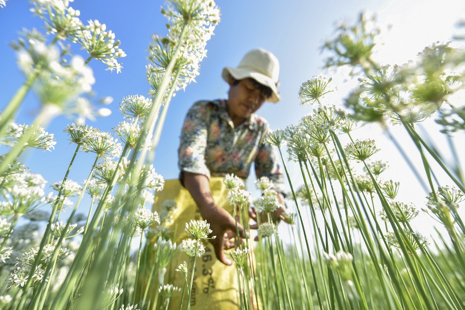 This photo taken on September 8, 2018 shows a farmer picking leek flowers in a field during harvest season in Liaocheng in China's eastern Shandong province. PHOTO: AFP