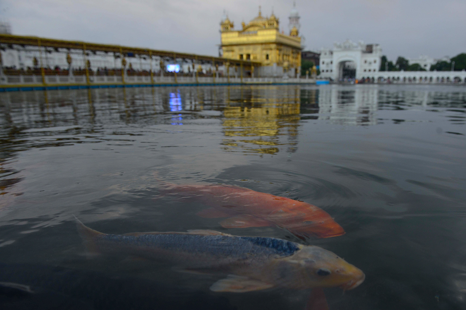  Fish swim in the holy water tank at the Golden Temple in Amritsar AFP