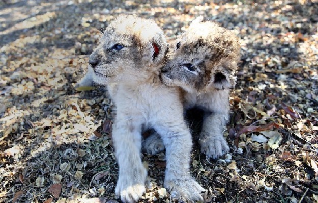 Acientists hope the artificial insemination technique can be used to save other endangered big cats. PHOTO AFP