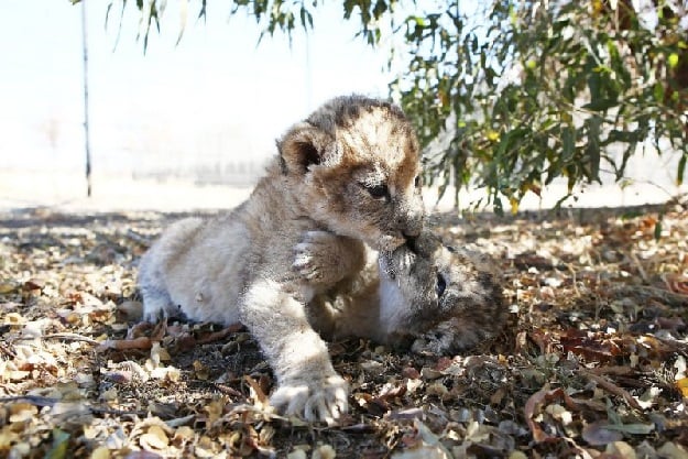 Lions are extinct in 26 African countries and numbers in the wild have plummeted 43 percent over the last two decades. PHOTO AFP