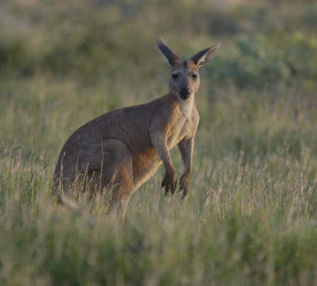 the marsupial had jumped into the water for a swim pictured here is a kangaroo on a grassland photo afp